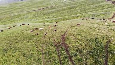新疆伊犁喀拉峻大草原牧场2视频的预览图